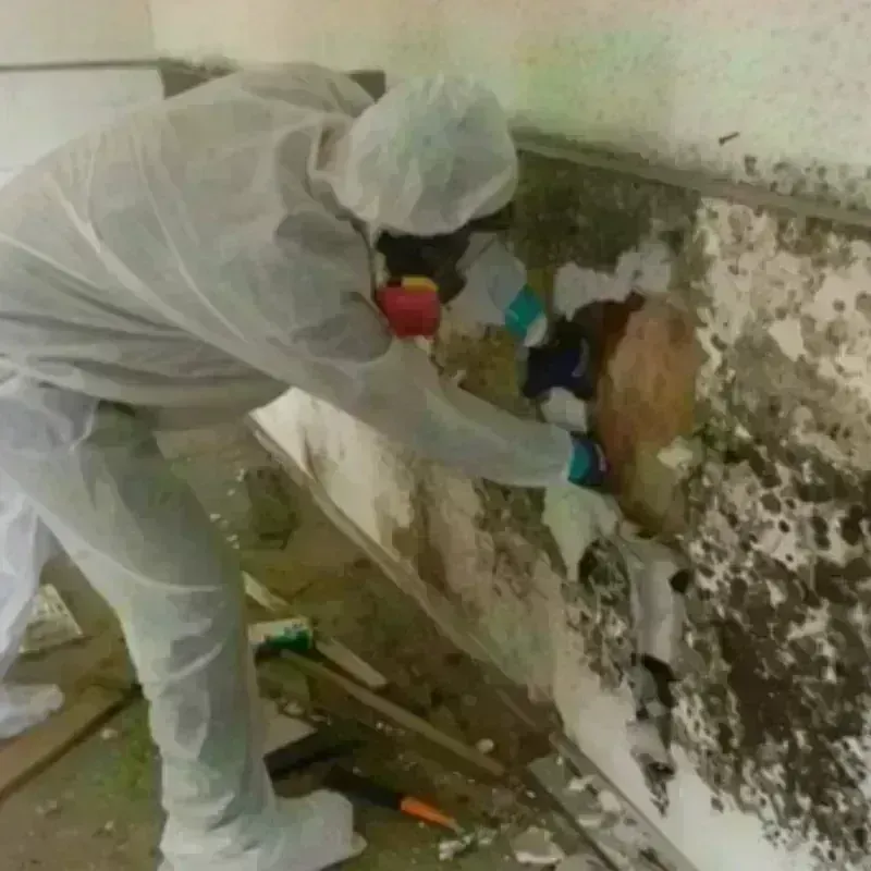 Mold Remediation and Removal in Princeton, MN